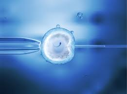 Understanding What Happens During In Vitro Fertilization