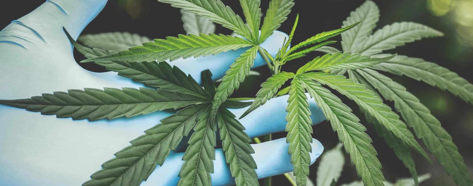 Why CBD Is Everywhere: A Look at the Growing Trend