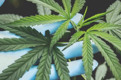 Why CBD Is Everywhere: A Look at the Growing Trend